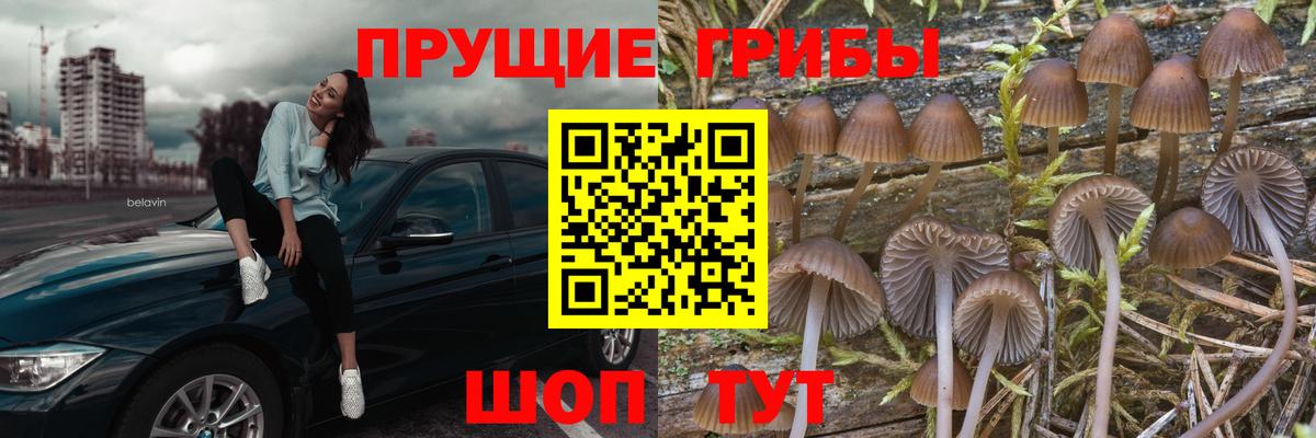 Псилоцибиновые грибы прущие грибы  Вход с VPN  где продают   Псилоцибиновые грибы ЛСД  Миллерово 